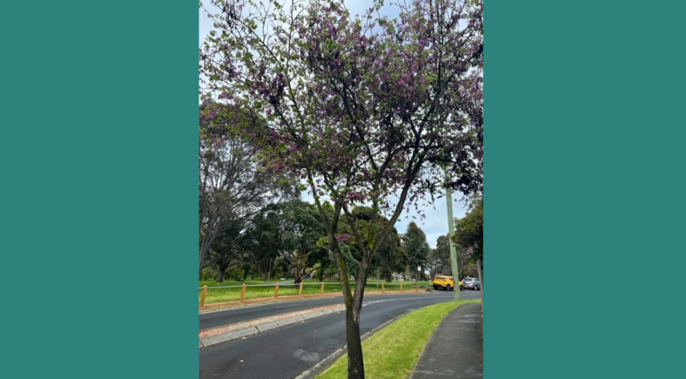 Eastern Redbud