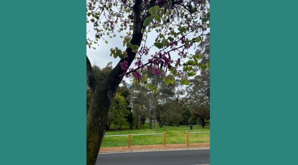 Eastern Redbud