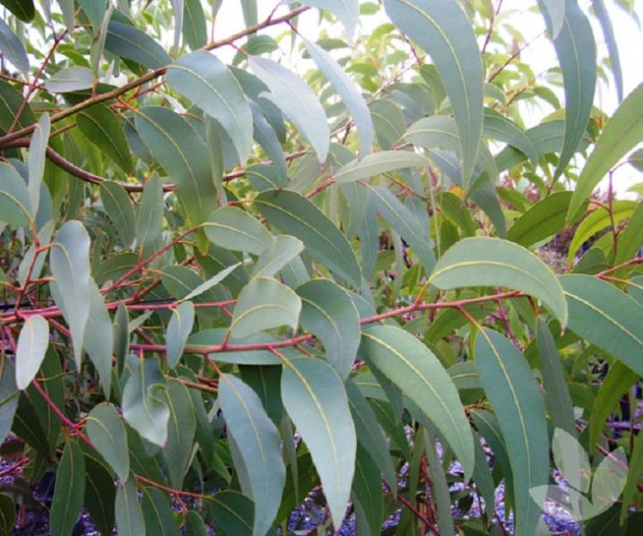 Corymbia eximia 'Nana' Foliage