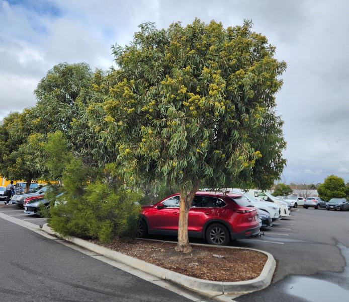 Corymbia eximia 'Nana' in car park