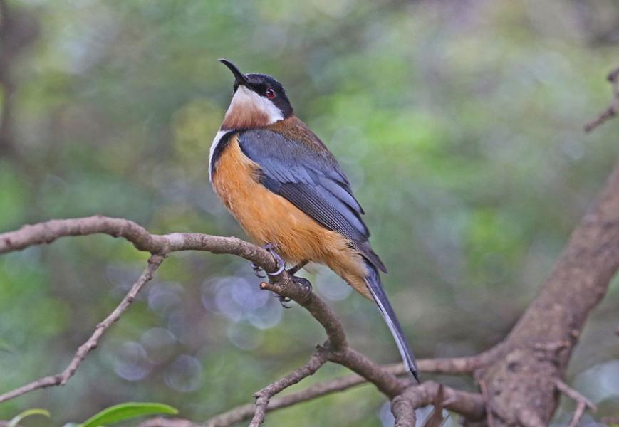 Eastern Spinebill