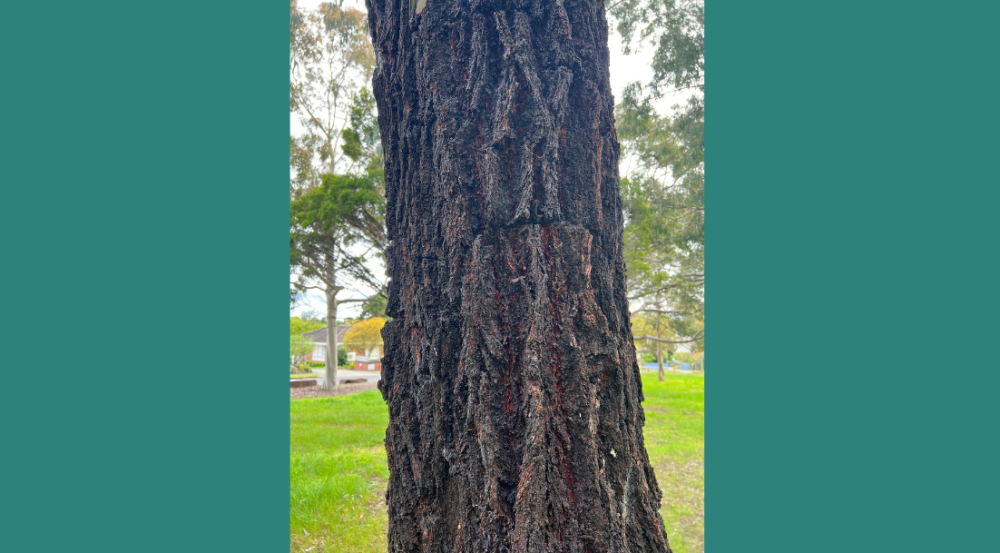 Red Flowering Ironbark 