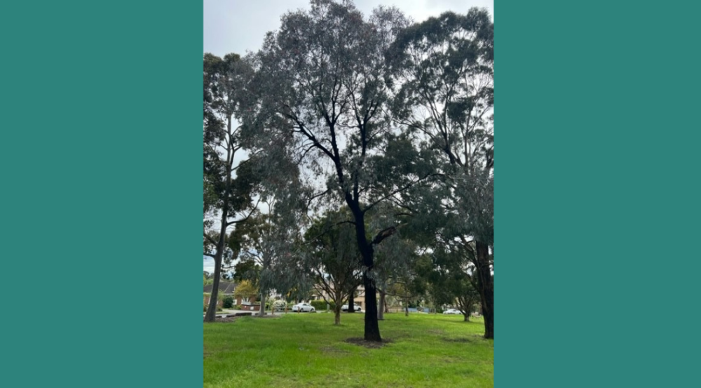 Red Flowering Ironbark 