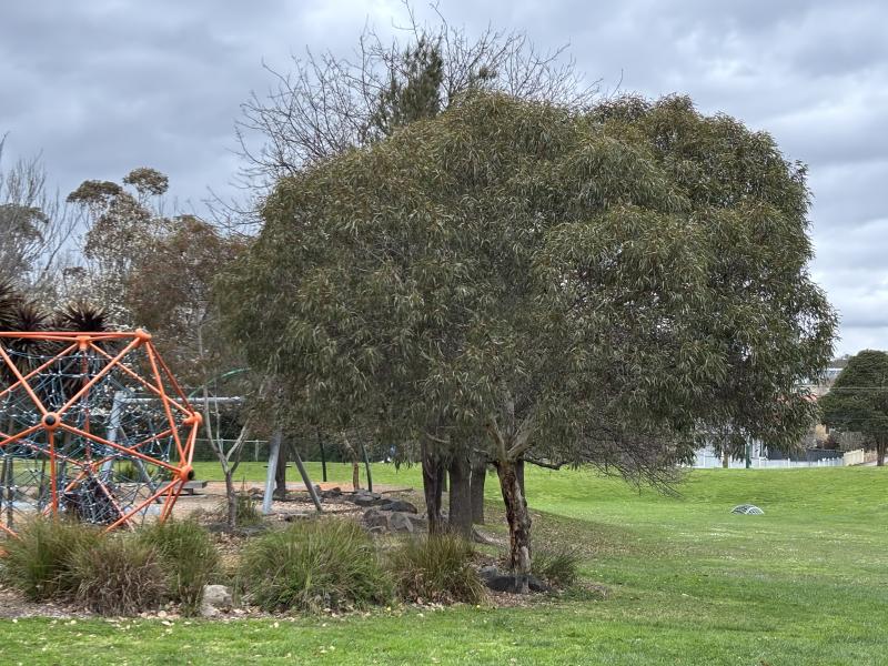 Eucalyptus leucoxylon Rosea in a park