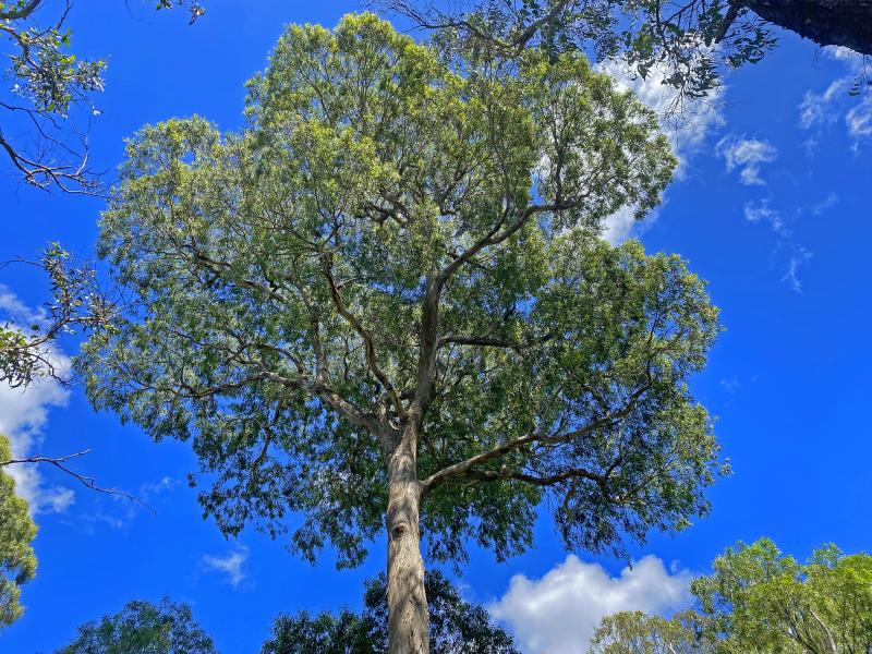 Eucalyptus melliodora view from below