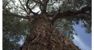 Rough bark of a tree