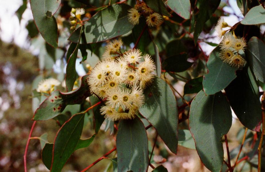 Eucalyptus melliodora flowers