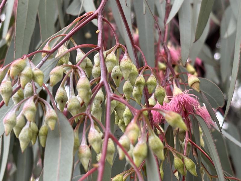 Eucalyptus sideroxylon buds