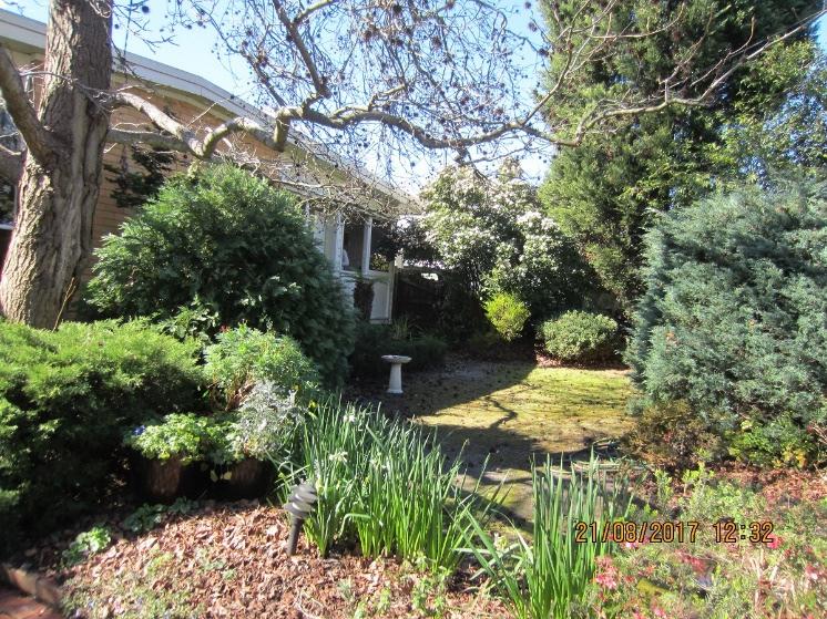 Before image of Irene's front garden with grass and exotic plants