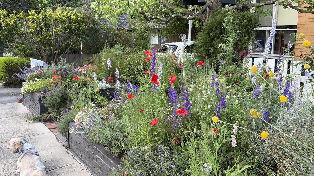 Front Garden in Full Bloom