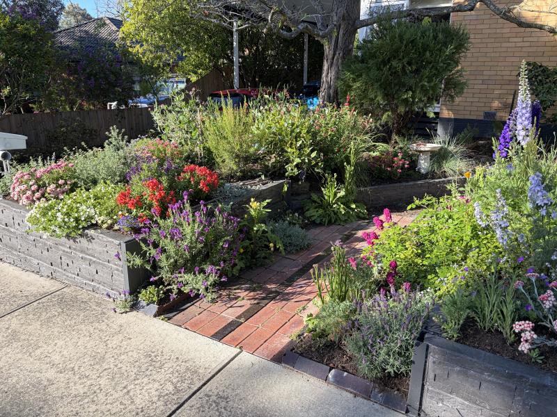 Irene's front garden in full bloom 