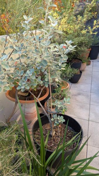 Balcony garden with native plants in pots