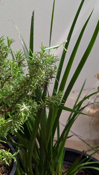 Praying mantis