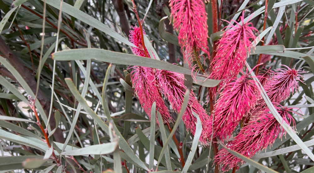 Bright pink flower spikes