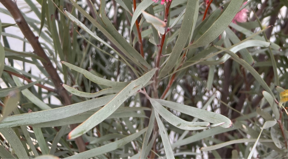 Grey thin leaves
