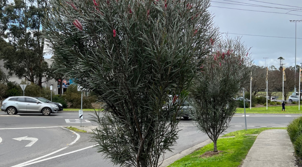 Small tree in streetscape