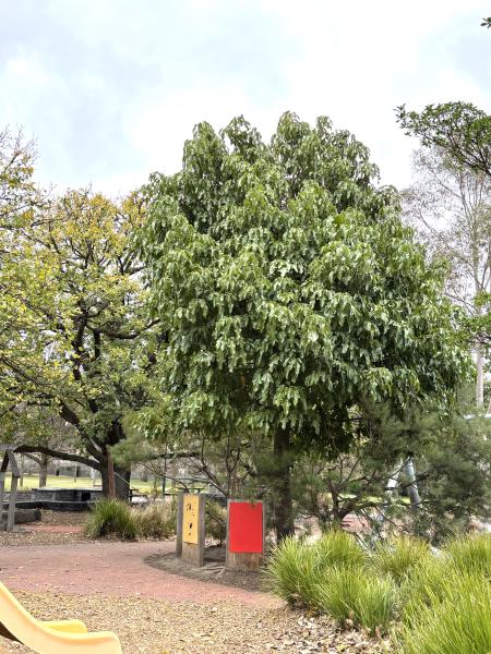 Brachychiton acerifolius in a park