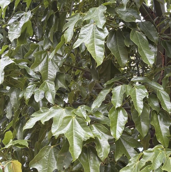Large glossy leaves of Brachychiton acerifolius