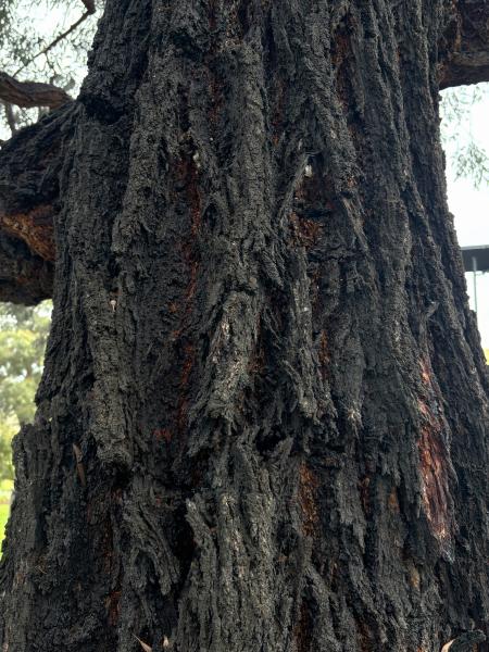 Eucalyptus sideroxylon bark