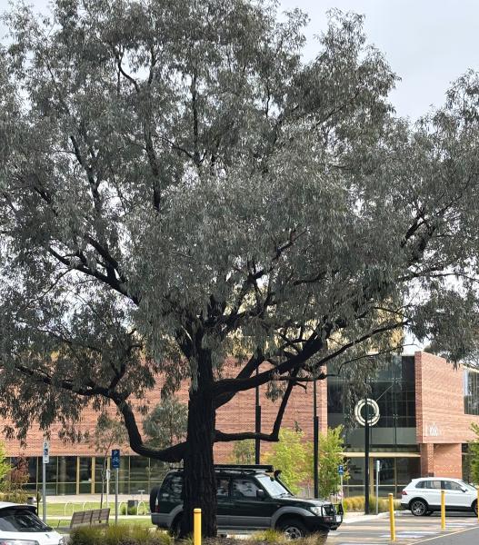 Eucalyptus sideroxylon