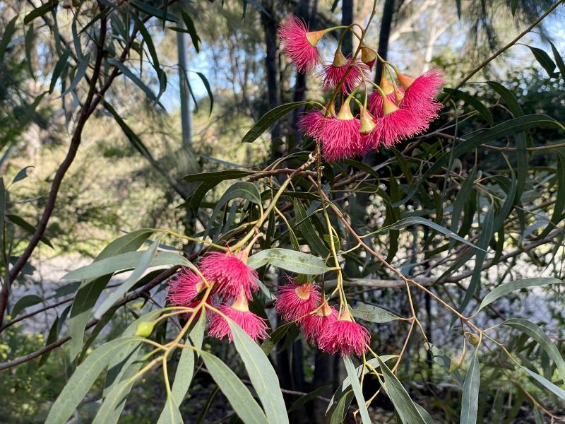 Dark pink flowers of Eucalyptus leucoxylon 'Rosea'