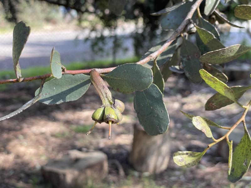 Buds of Eucalyptus platypus with flattened peduncle that gives it its name