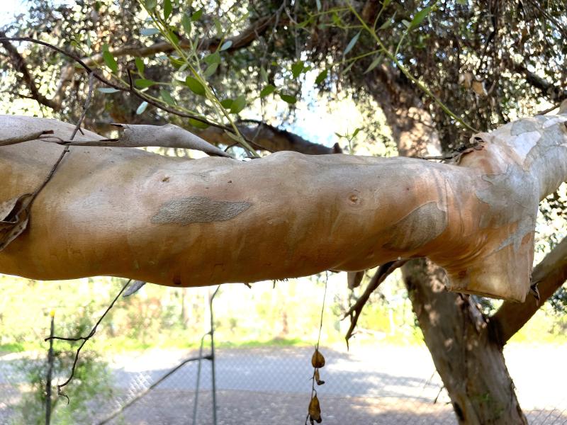 Eucalyptus platypus with smooth coppery bark