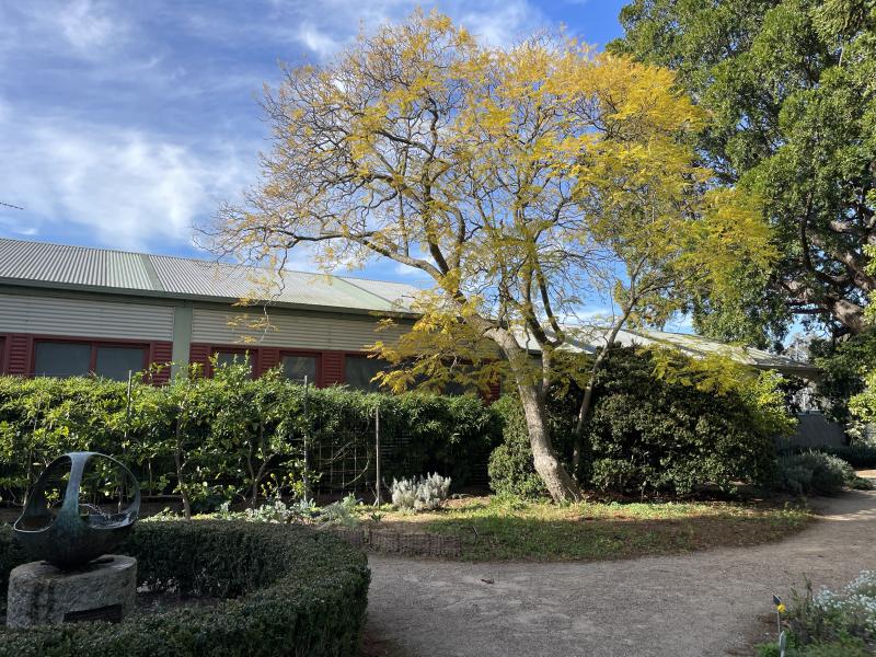 Jacaranda in winter with golden foliage