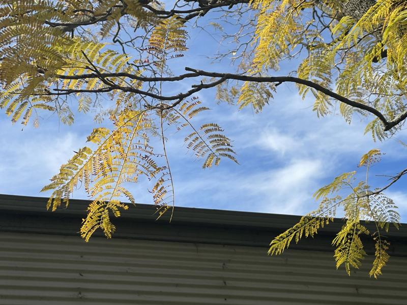 Bipinnate foliage of Jacaranda