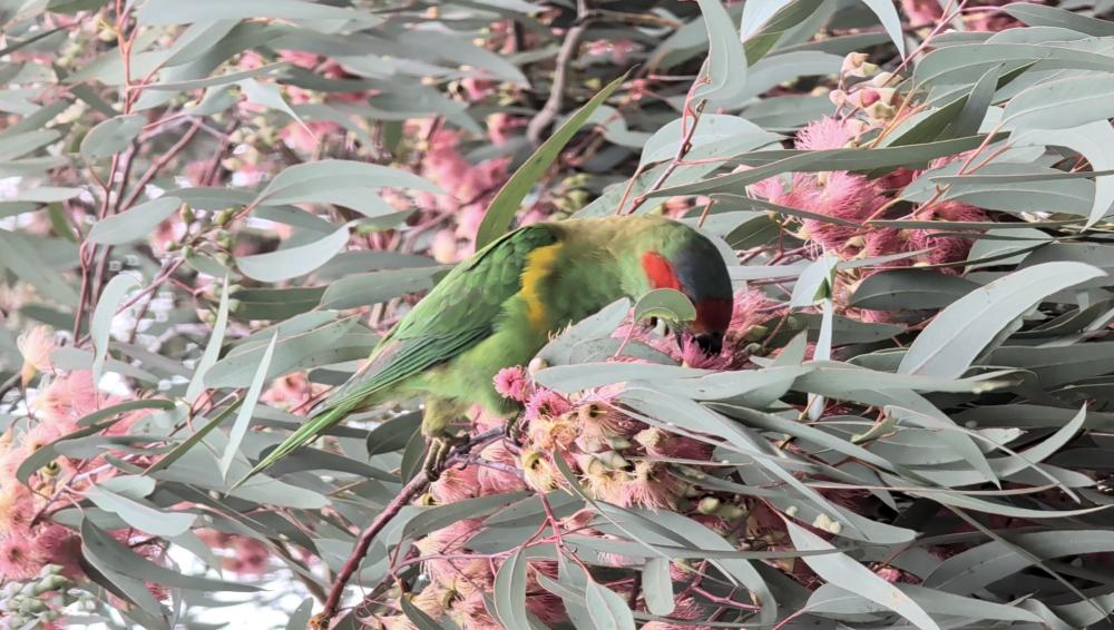Musk Lorikeet eating flowers