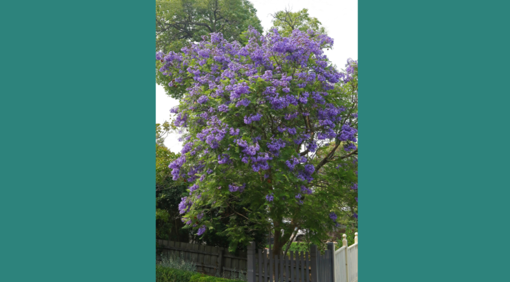 Jacaranda