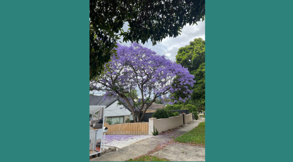 Jacaranda