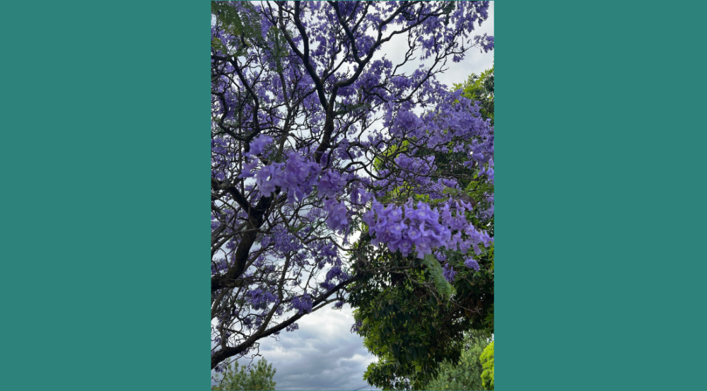 Jacaranda