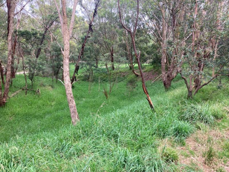 Grassed area with established trees scattered in the area. Small shrubs and mid story growth also present in the background