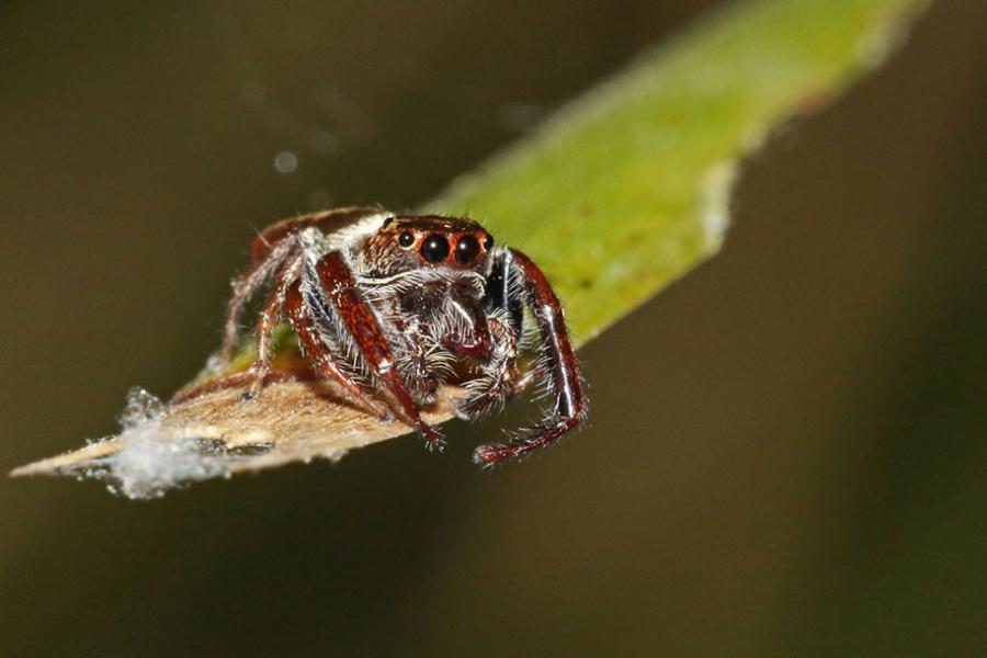 Jumping Spider