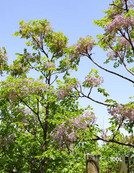 Melia azedarach Lilac Lady 