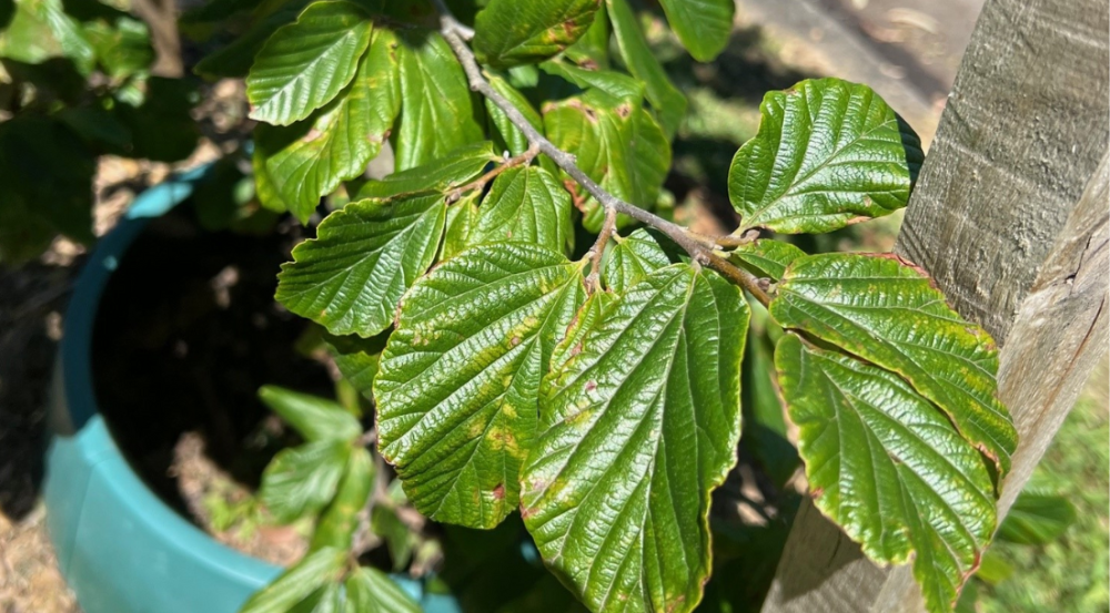 Green foliage
