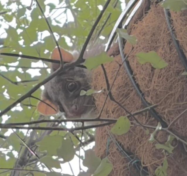 Possum with head sticking out of drey