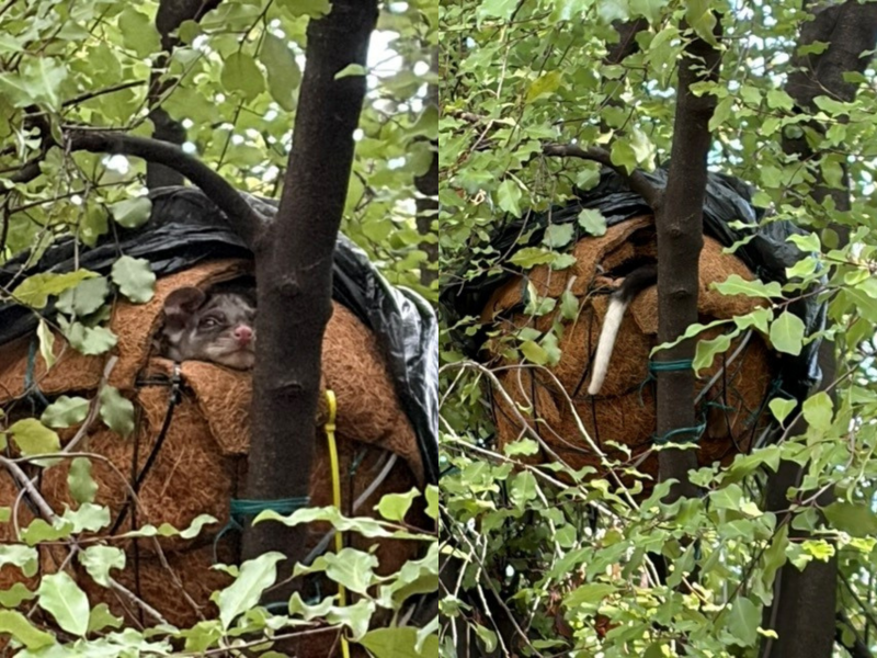 2 pictures of a possum head and tail sticking out of the drey