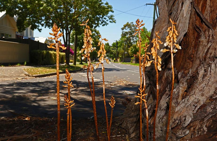 Rare native leafless saprophytic Potato Orchids (Gastrodia procera)