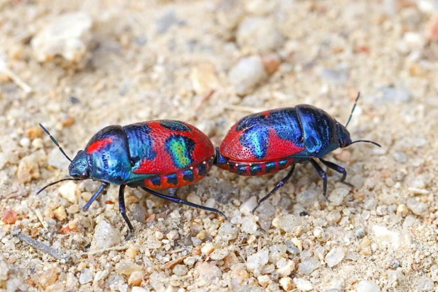 Red Jewel-bugs