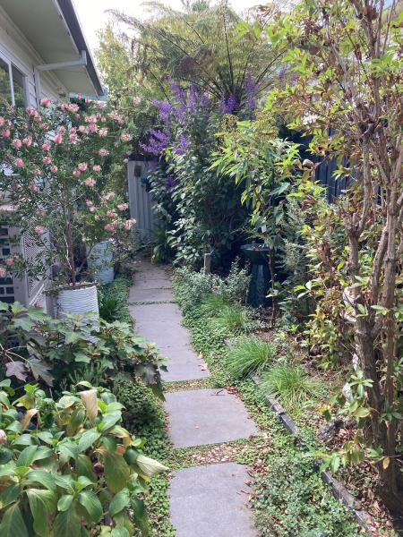 Irene's side garden for wildlife