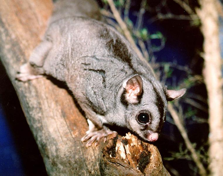 Sugar Glider