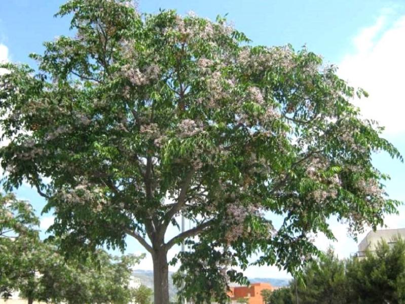White Cedar (Melia azedarach)