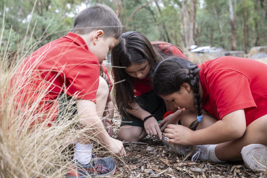 Primary students looking for insects