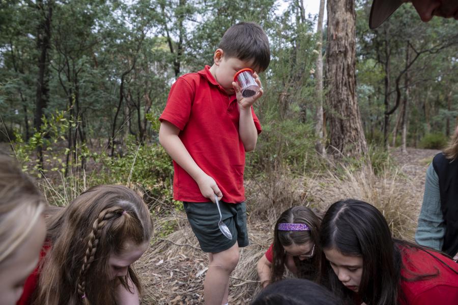 Primary school students looking in a bug viewer