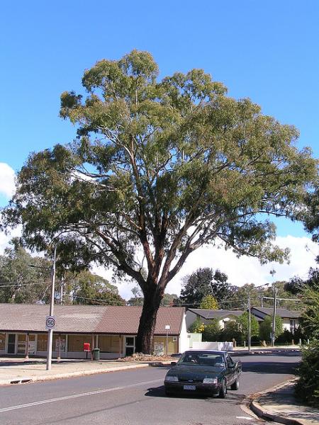 Yellow Gum Eucalyptus melliodora