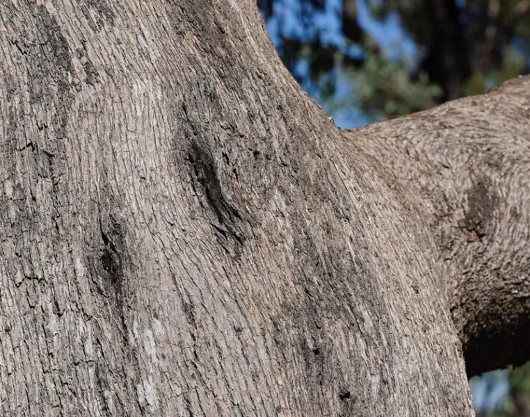 Eucalyptus melliodora bark