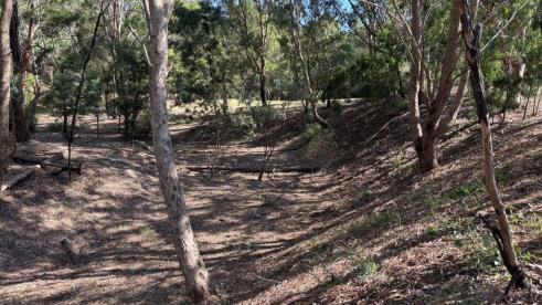 Non grassed area with embankment to left of screen, established trees throughout area with very little ground growth