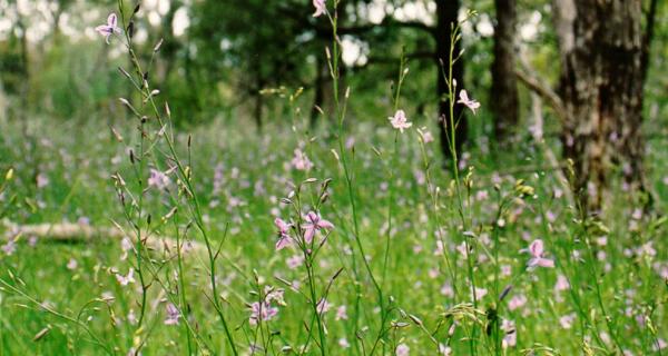 Field of chocolate lilies